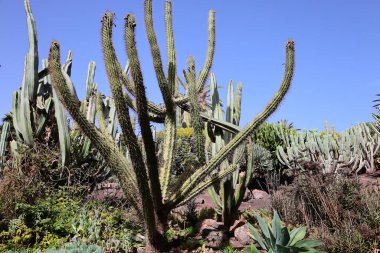 Fuerteventura Oasis Park Fuerteventura, Fuerteventura adasındaki tek zoolojik ve botanik parktır.