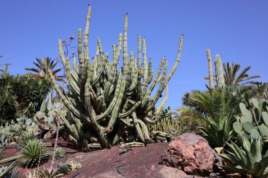 Fuerteventura Oasis Park Fuerteventura, Fuerteventura adasındaki tek zoolojik ve botanik parktır.