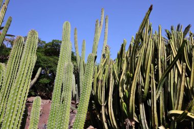 Fuerteventura Oasis Park Fuerteventura, Fuerteventura adasındaki tek zoolojik ve botanik parktır.