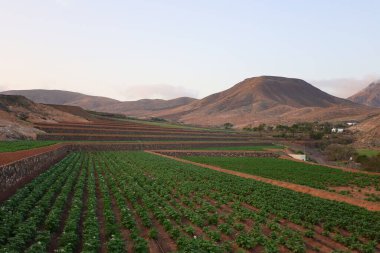 Betancuria, İspanya 'da Kanarya Adaları' nın Fuerteventura adasında yer alan bir şehirdir.