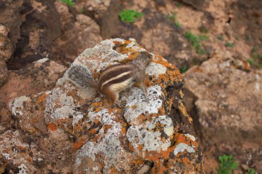 Lajares ve Corralejo köyleri arasında Montana Colorada Bayuyo adında bir dağ sırası vardır ve Fuerteventura adasında birkaç volkandan oluşur.