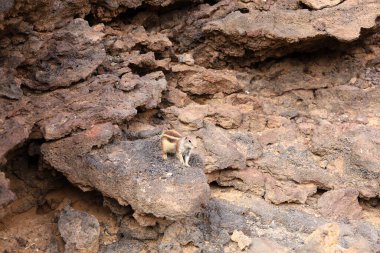 Lajares ve Corralejo köyleri arasında Montana Colorada Bayuyo adında bir dağ sırası vardır ve Fuerteventura adasında birkaç volkandan oluşur.