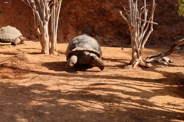 Fuerteventura Oasis Park Fuerteventura, Fuerteventura adasındaki tek zoolojik ve botanik parktır.