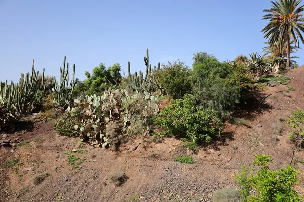 Fuerteventura Oasis Park Fuerteventura, Fuerteventura adasındaki tek zoolojik ve botanik parktır.