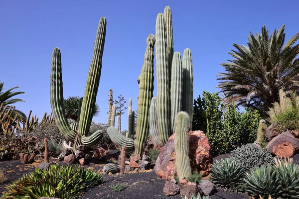 stock image Oasis Park Fuerteventura is the only zoological and botanical park on the island of fuerteventura