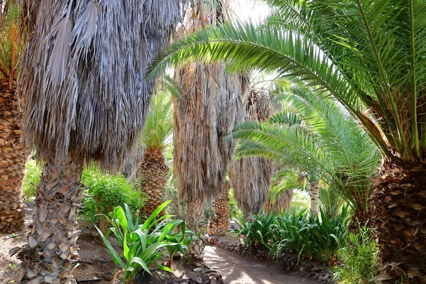 Fuerteventura Oasis Park Fuerteventura, Fuerteventura adasındaki tek zoolojik ve botanik parktır.