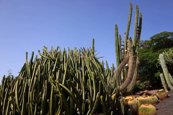 Fuerteventura Oasis Park Fuerteventura, Fuerteventura adasındaki tek zoolojik ve botanik parktır.