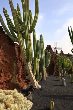 Guatiza, Teguise belediyesinde yer alan Kaktüs Bahçesi, Cesar Manrique 'nin Lanzarote' deki son büyük çalışması. 