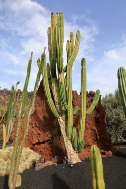 Guatiza, Teguise belediyesinde yer alan Kaktüs Bahçesi, Cesar Manrique 'nin Lanzarote' deki son büyük çalışması. 