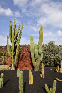 Guatiza, Teguise belediyesinde yer alan Kaktüs Bahçesi, Cesar Manrique 'nin Lanzarote' deki son büyük çalışması. 