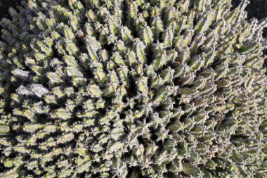 Guatiza, Teguise belediyesinde yer alan Kaktüs Bahçesi, Cesar Manrique 'nin Lanzarote' deki son büyük çalışması. 