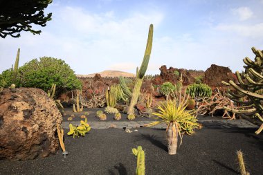 Guatiza, Teguise belediyesinde yer alan Kaktüs Bahçesi, Cesar Manrique 'nin Lanzarote' deki son büyük çalışması. 