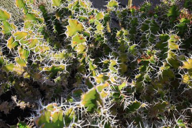 Guatiza, Teguise belediyesinde yer alan Kaktüs Bahçesi, Cesar Manrique 'nin Lanzarote' deki son büyük çalışması. 