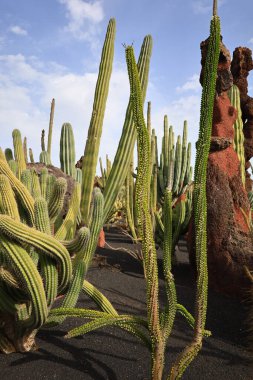 Guatiza, Teguise belediyesinde yer alan Kaktüs Bahçesi, Cesar Manrique 'nin Lanzarote' deki son büyük çalışması. 