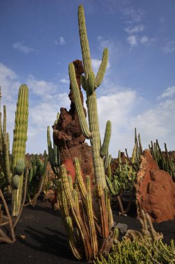 Guatiza, Teguise belediyesinde yer alan Kaktüs Bahçesi, Cesar Manrique 'nin Lanzarote' deki son büyük çalışması. 