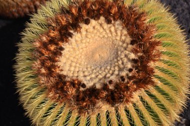 Guatiza, Teguise belediyesinde yer alan Kaktüs Bahçesi, Cesar Manrique 'nin Lanzarote' deki son büyük çalışması. 