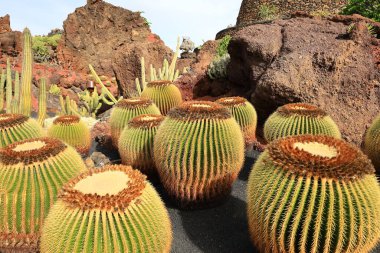 Guatiza, Teguise belediyesinde yer alan Kaktüs Bahçesi, Cesar Manrique 'nin Lanzarote' deki son büyük çalışması. 