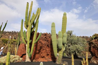 Guatiza, Teguise belediyesinde yer alan Kaktüs Bahçesi, Cesar Manrique 'nin Lanzarote' deki son büyük çalışması. 