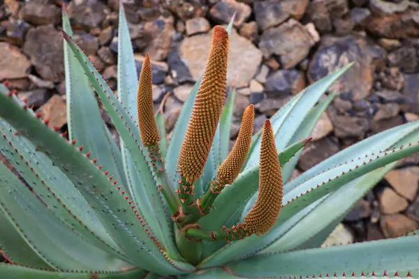 Guatiza, Teguise belediyesinde yer alan Kaktüs Bahçesi, Cesar Manrique 'nin Lanzarote' deki son büyük çalışması. 
