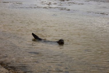 İzlanda 'daki Snaefellsnes Yarımadası' nın güneyindeki ytri tunga plajındaki bir fokun görüntüsü.