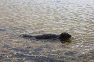 İzlanda 'daki Snaefellsnes Yarımadası' nın güneyindeki ytri tunga plajındaki bir fokun görüntüsü.
