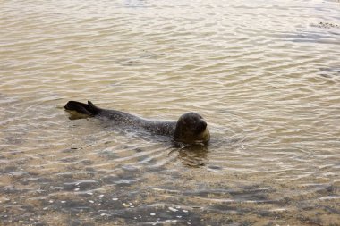 İzlanda 'daki Snaefellsnes Yarımadası' nın güneyindeki ytri tunga plajındaki bir fokun görüntüsü.