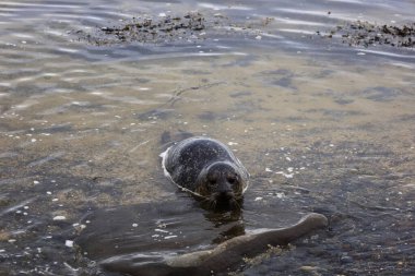 İzlanda 'daki Snaefellsnes Yarımadası' nın güneyindeki ytri tunga plajındaki bir fokun görüntüsü.