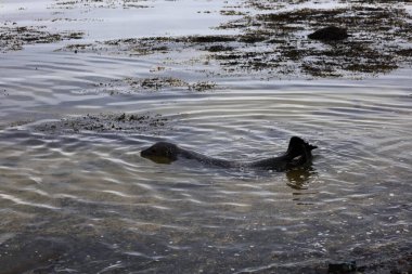 İzlanda 'daki Snaefellsnes Yarımadası' nın güneyindeki ytri tunga plajındaki bir fokun görüntüsü.