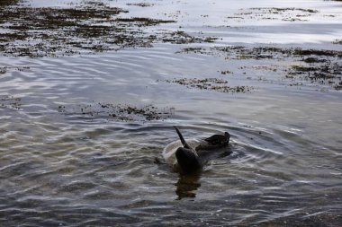 İzlanda 'daki Snaefellsnes Yarımadası' nın güneyindeki ytri tunga plajındaki bir fokun görüntüsü.