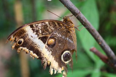 Kuyruk-Lez-Yveline 'deki Kelebek serasında bir kelebek manzarası