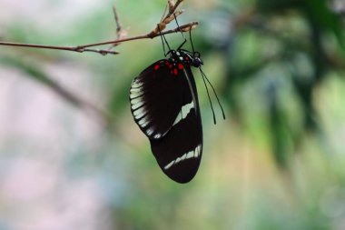 Kuyruk-Lez-Yveline 'deki Kelebek serasında bir kelebek manzarası