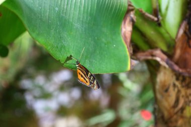 Kuyruk-Lez-Yveline 'deki Kelebek serasında bir kelebek manzarası