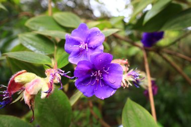 Roscoff 'un egzotik bahçesi Fransa' nın Brittany bölgesindeki Roscoff, Finistere 'de bulunan bir botanik bahçesidir..