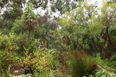 Roscoff 'un egzotik bahçesi Fransa' nın Brittany bölgesindeki Roscoff, Finistere 'de bulunan bir botanik bahçesidir..
