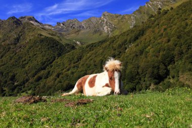 Pirene Ulusal Parkı, Hautes-Pyrenees ve Pyrenees-Atlantiques departmanlarında yer alan bir Fransız milli parkıdır.