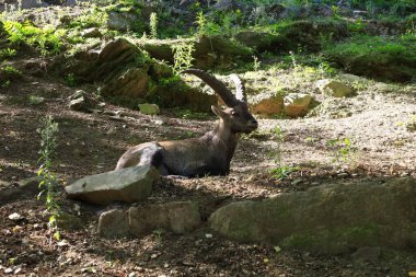 Pireneler Hayvan Parkı, Argeles-Gazost, Hautes-Pyrenees 'de yer almaktadır.,