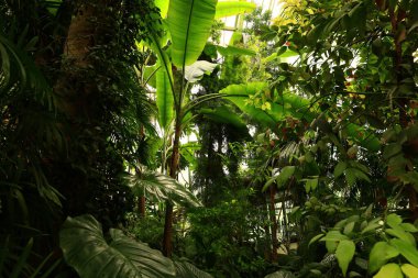 Jardin des Plantes 'in büyük seraları Paris' teki Jardin des Plantes 'te 1836 ve 2010 yılları arasında inşa edilmiş beş seradan oluşan bir grup oluşturur..