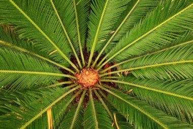 Jardin des Plantes 'in büyük seraları Paris' teki Jardin des Plantes 'te 1836 ve 2010 yılları arasında inşa edilmiş beş seradan oluşan bir grup oluşturur..