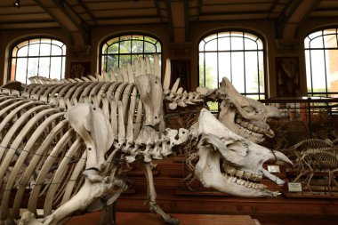 Paleontoloji ve Karşılaştırmalı Anatomi Galerisi Fransız Ulusal Doğal Tarih Müzesi 'nin bir parçasıdır.