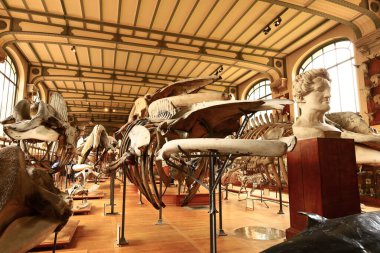 Paleontoloji ve Karşılaştırmalı Anatomi Galerisi Fransız Ulusal Doğal Tarih Müzesi 'nin bir parçasıdır.