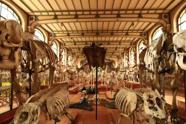Paleontoloji ve Karşılaştırmalı Anatomi Galerisi Fransız Ulusal Doğal Tarih Müzesi 'nin bir parçasıdır.