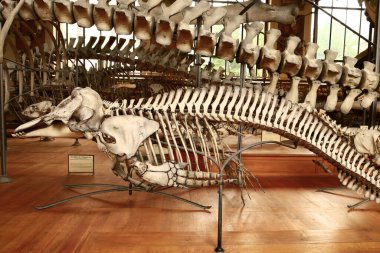 Paleontoloji ve Karşılaştırmalı Anatomi Galerisi Fransız Ulusal Doğal Tarih Müzesi 'nin bir parçasıdır.