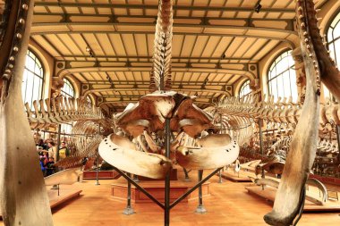 Paleontoloji ve Karşılaştırmalı Anatomi Galerisi Fransız Ulusal Doğal Tarih Müzesi 'nin bir parçasıdır.