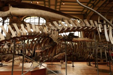 Paleontoloji ve Karşılaştırmalı Anatomi Galerisi Fransız Ulusal Doğal Tarih Müzesi 'nin bir parçasıdır.