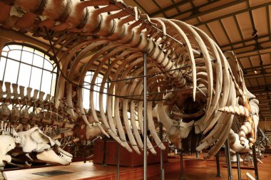 Paleontoloji ve Karşılaştırmalı Anatomi Galerisi Fransız Ulusal Doğal Tarih Müzesi 'nin bir parçasıdır.