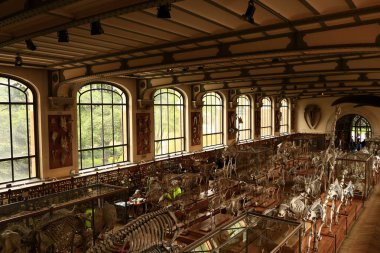 Paleontoloji ve Karşılaştırmalı Anatomi Galerisi Fransız Ulusal Doğal Tarih Müzesi 'nin bir parçasıdır.