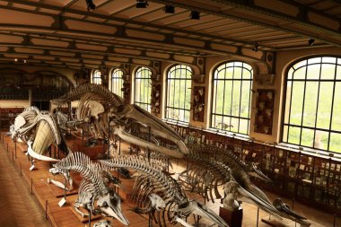 Paleontoloji ve Karşılaştırmalı Anatomi Galerisi Fransız Ulusal Doğal Tarih Müzesi 'nin bir parçasıdır.