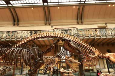 Paleontoloji ve Karşılaştırmalı Anatomi Galerisi Fransız Ulusal Doğal Tarih Müzesi 'nin bir parçasıdır.