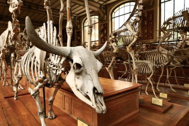 Paleontoloji ve Karşılaştırmalı Anatomi Galerisi Fransız Ulusal Doğal Tarih Müzesi 'nin bir parçasıdır.