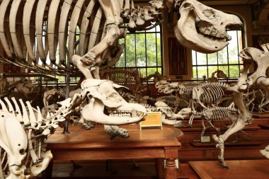 Paleontoloji ve Karşılaştırmalı Anatomi Galerisi Fransız Ulusal Doğal Tarih Müzesi 'nin bir parçasıdır.